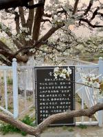 400多年的贡品梨树开花